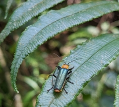 Lycocerus