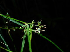 Scleria secans