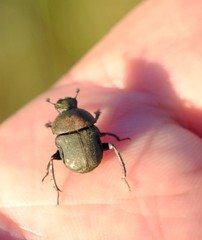 Gymnopleurus humanus