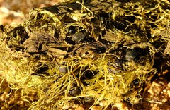 Gymnopleurus humanus