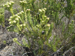 Leucadendron brunioides brunioides