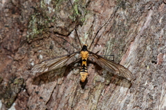 Leptotarsus clavatus