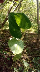 Dioscorea antaly