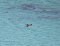 Phalacrocorax capillatus