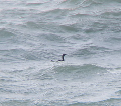 Phalacrocorax capillatus