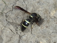 Euodynerus foraminatus