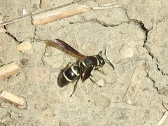 Euodynerus foraminatus