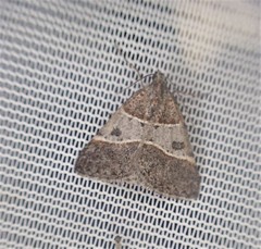 Dichromodes orthotis