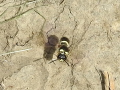 Euodynerus foraminatus