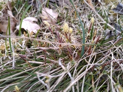 Carex humilis
