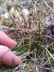 Carex humilis