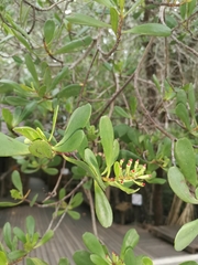 Lumnitzera littorea