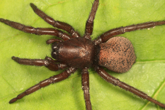 Gnaphosa muscorum