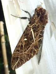 Euryglottis aper