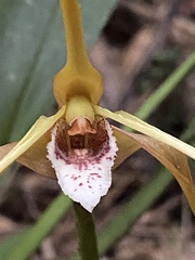 Maxillaria fractiflexa