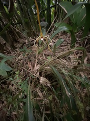 Maxillaria fractiflexa