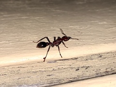 Myrmecia regularis