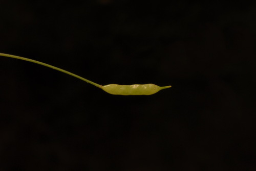 Image of Leavenworthia alabamica by (c) Brian Finzel, some rights reserved (CC BY-SA)
