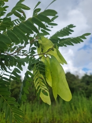 Dalbergia glaucocarpa image