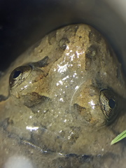 Discoglossus galganoi