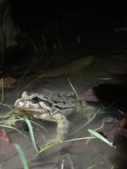 Discoglossus galganoi