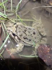 Discoglossus galganoi