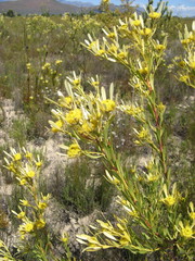 Leucadendron chamelaea