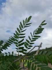 Dalbergia glaucocarpa image