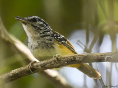 Hypocnemis ochrogyna