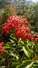 Paracarphalea kirondron