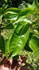 Paracarphalea kirondron