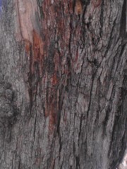 Schistocerca nitens