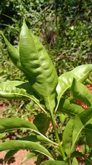 Paracarphalea kirondron