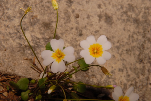 Image of Leavenworthia alabamica by (c) Brian Finzel, some rights reserved (CC BY-SA)