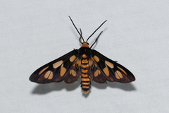 Amata trigonophora
