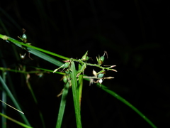 Scleria secans
