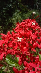 Paracarphalea kirondron