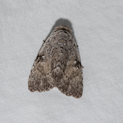 Barasa cymatistis
