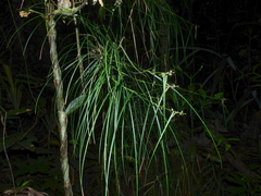 Scleria secans