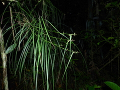 Scleria secans