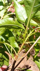 Paracarphalea kirondron