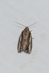 Etanna albisecta