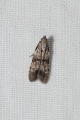 Hypatima baliodes