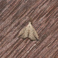 Trigonistis demonias