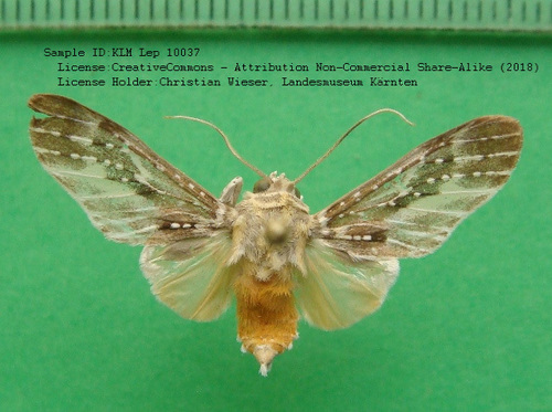 Astralarctia pulverosa