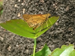 Cephrenes trichopepla