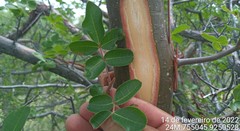 Commiphora leptophloeos
