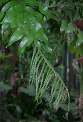 Drynaria meyeniana