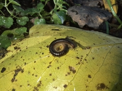 Tachypodoiulus niger