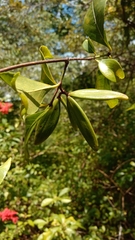 Loeseneriella